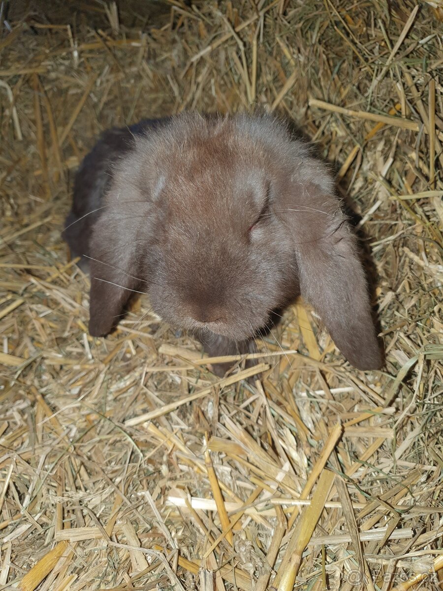 Francouzský beran - 2