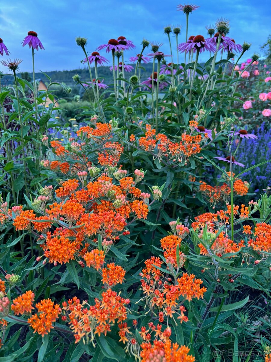 Trvalky (Klejicha - semena) - 2