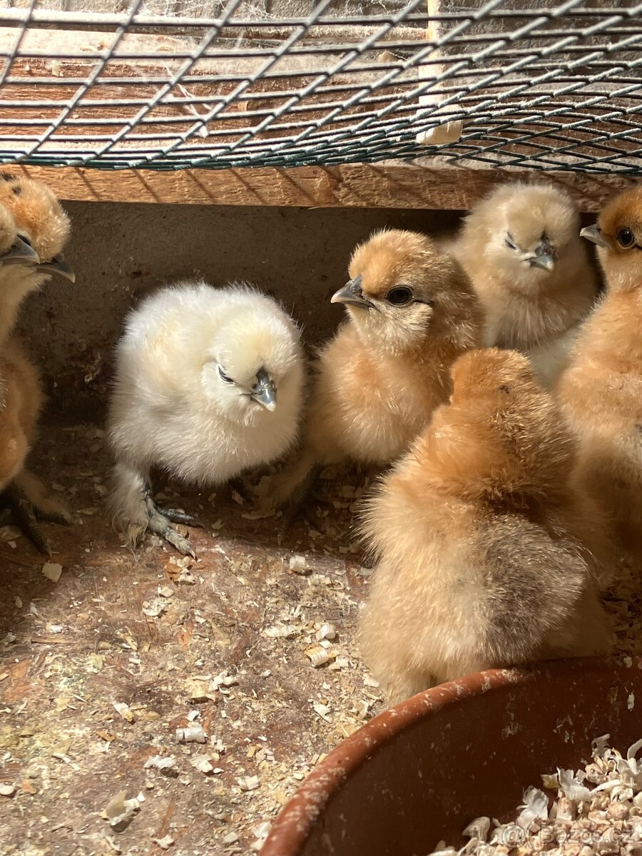 Hedvabnicka velka vousata - 2