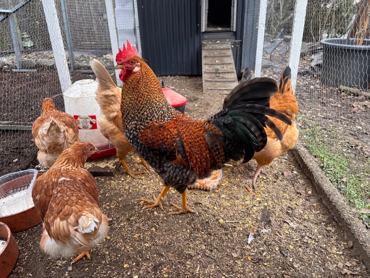 Mladý krásný kohout - 2