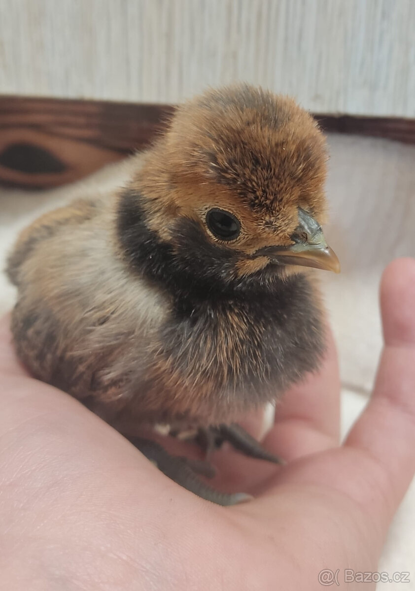 Paduánka kuřata - 2