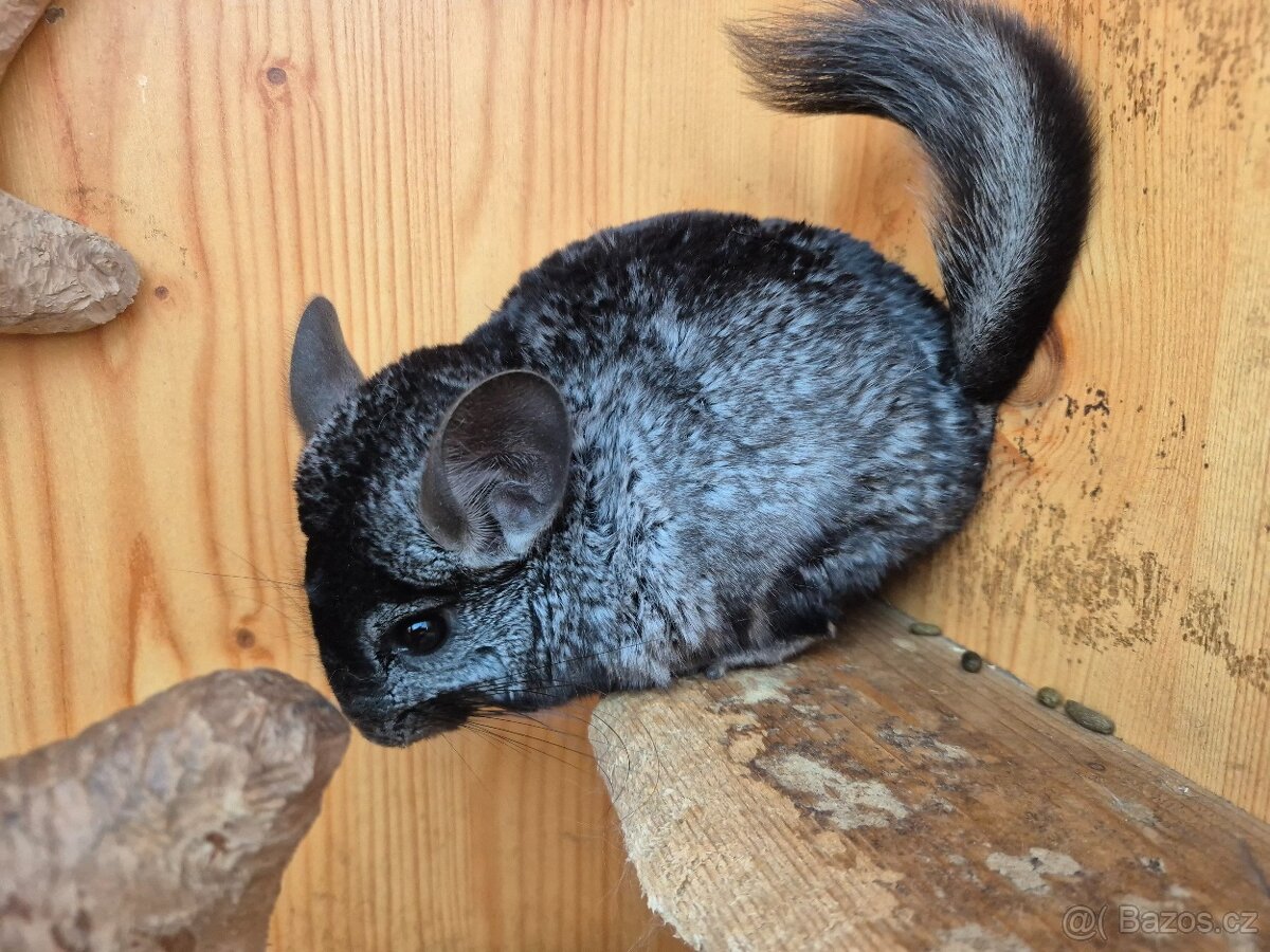 Činčila - kluci - 2