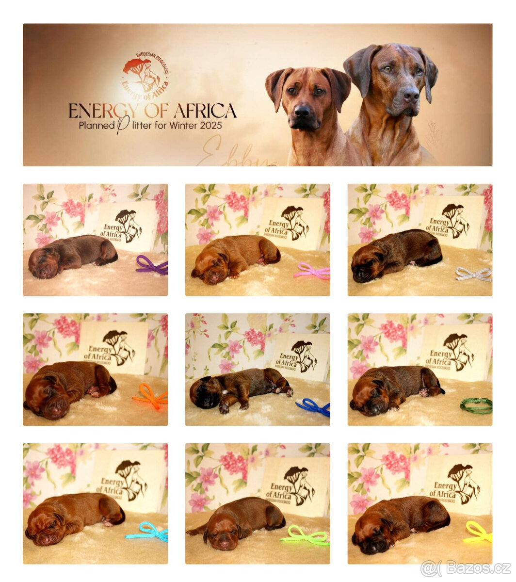 Rhodéský Ridgeback - štěňátka s PP - 2