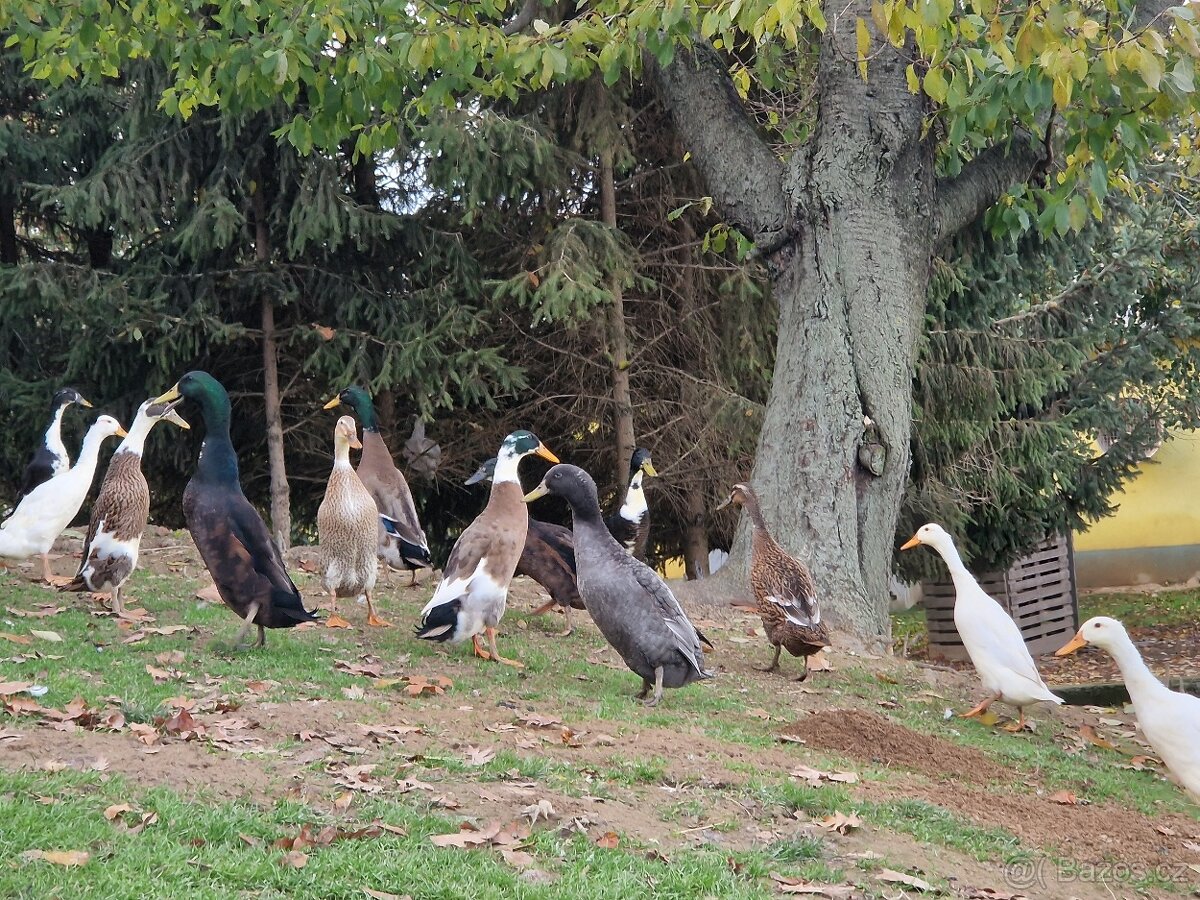 Indický běžec - 2