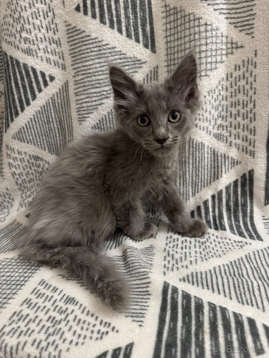 Mainská mývalí - 2