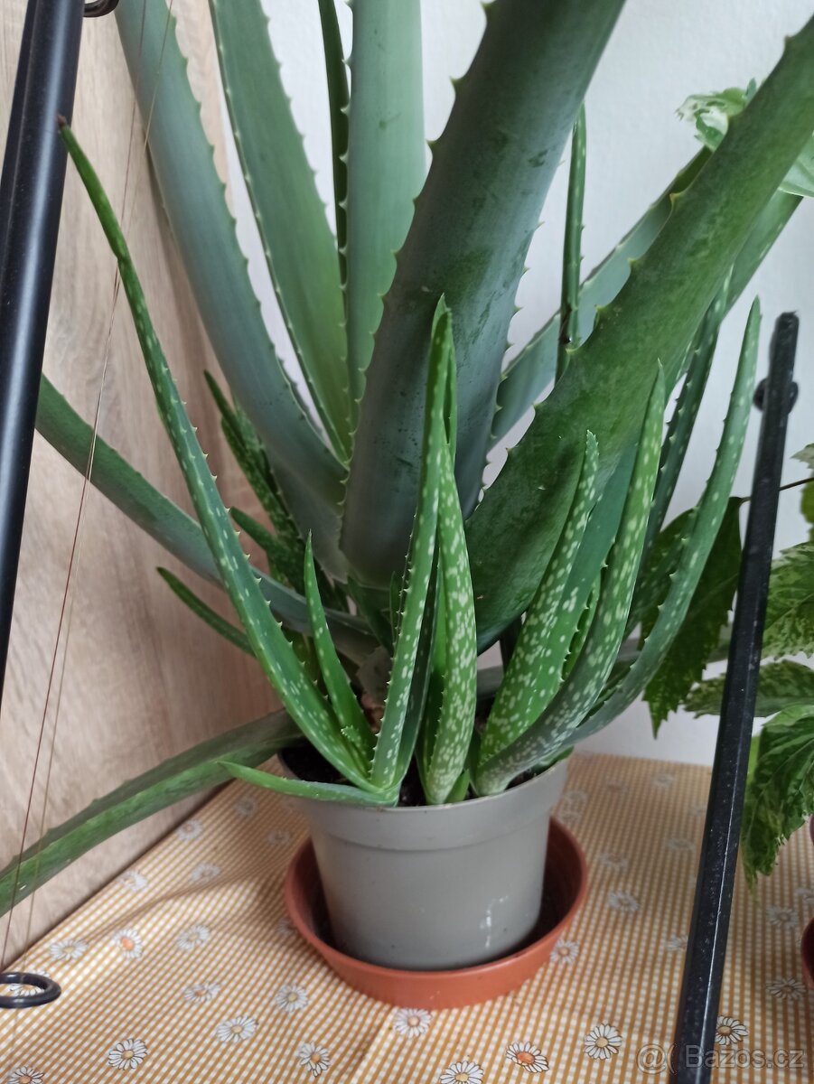 Aloe vera - 2