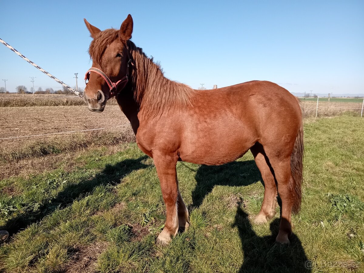 Slezsky Norik kobyla - 2