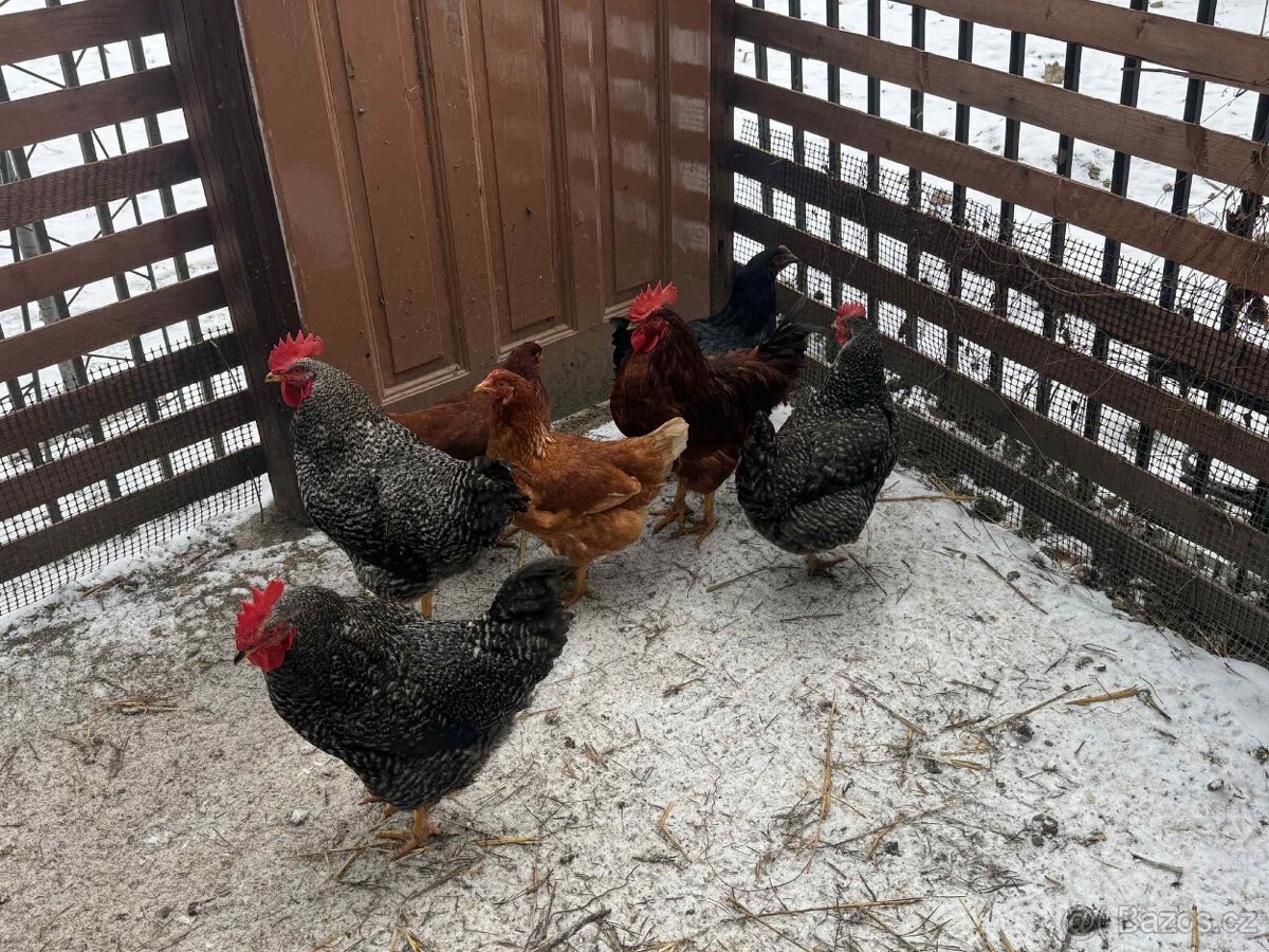 Prodám kohouty - 2