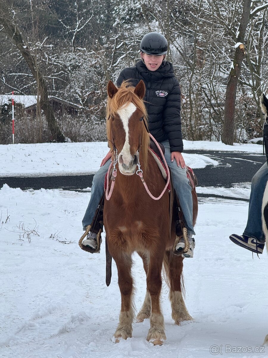 WPBR kobyla i pro začátečníky - 2