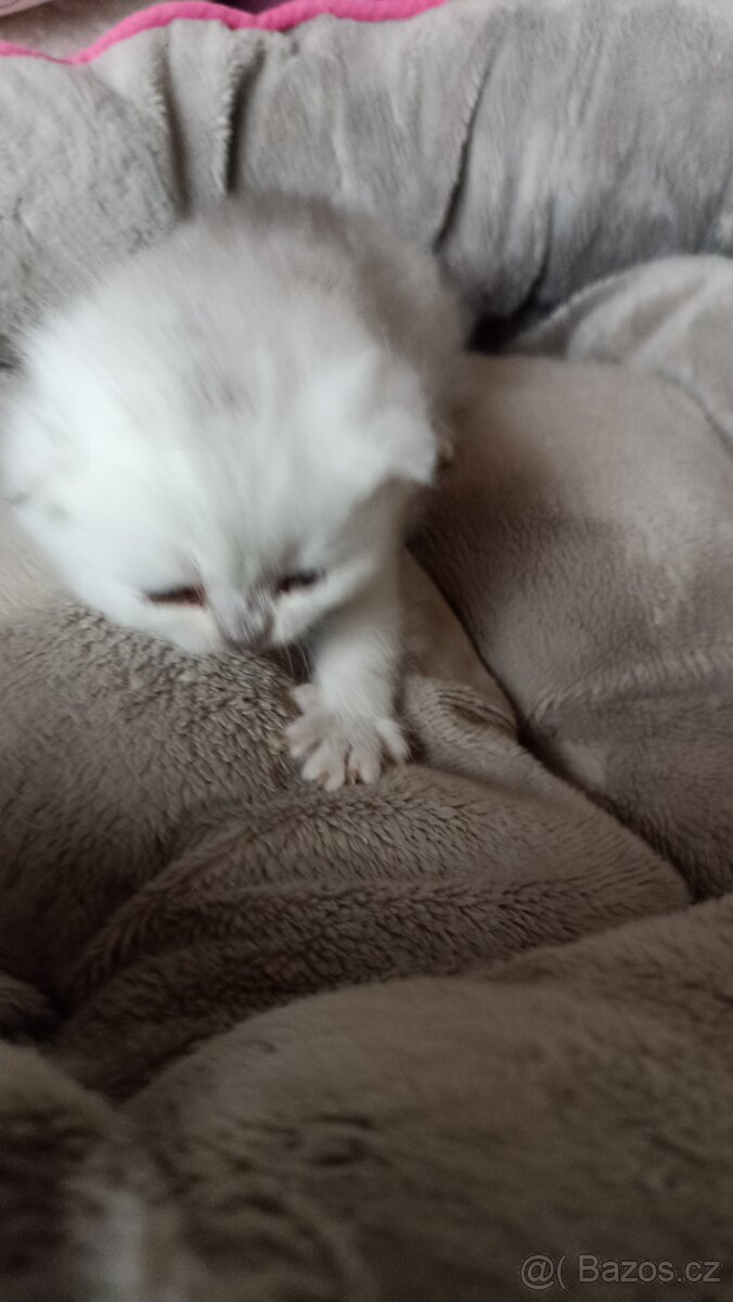 Britská koťátka stříbřitá s PP - 2