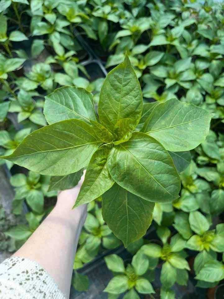 Rajčata, papriky, okurky - 2