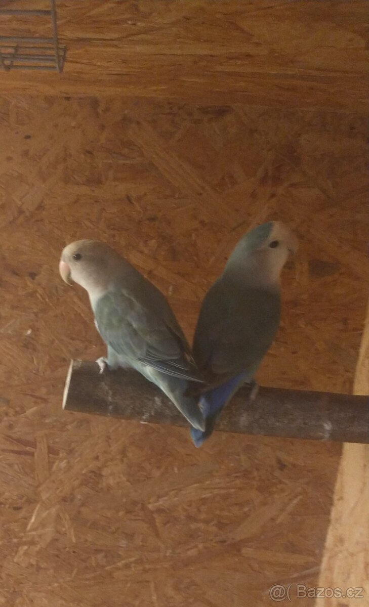 Agapornis rúžohrdlý - 2