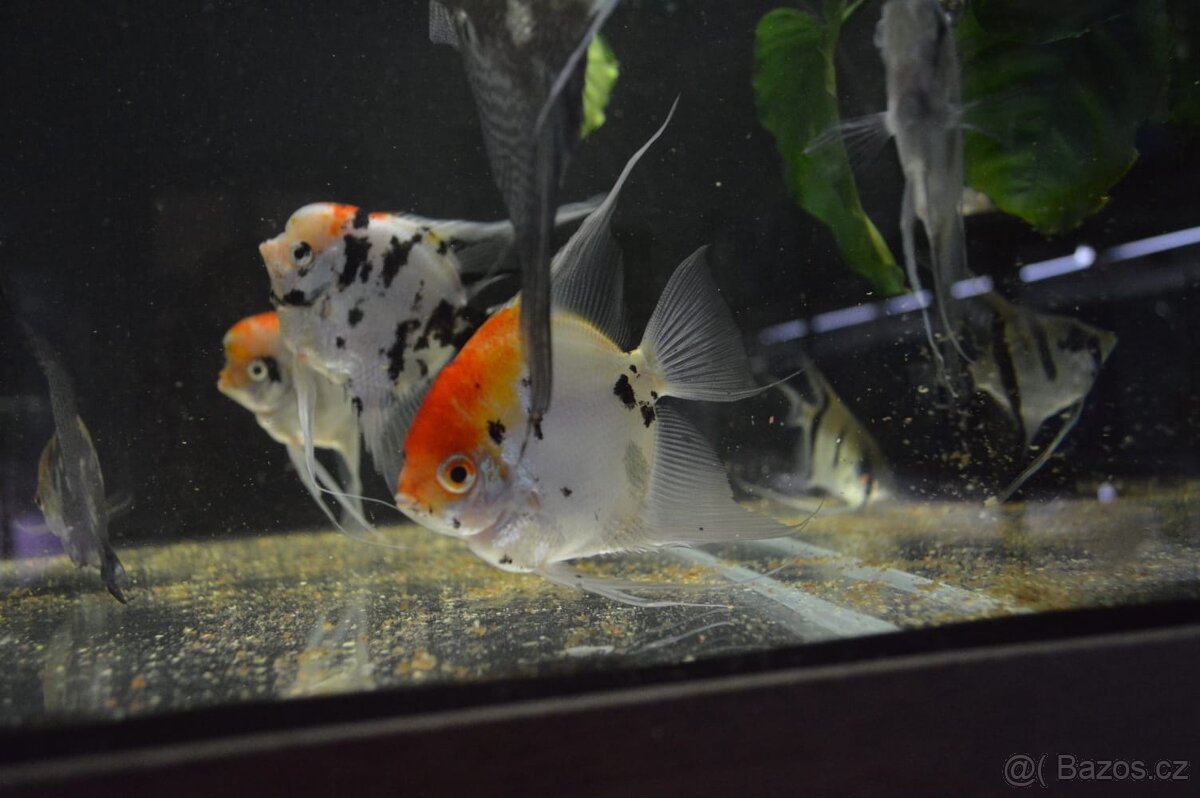 Akvarijní rybičky různé druhy - 2