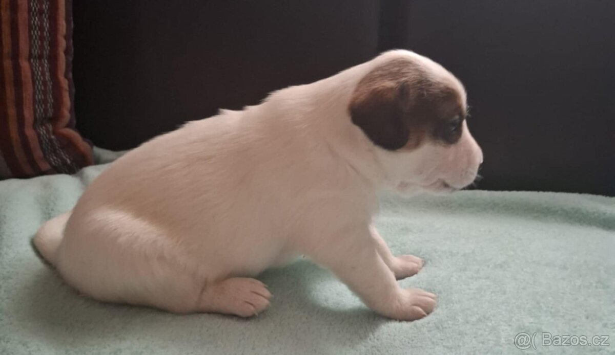 Čistokrevné štěně Jack Russell - kluk Lojza - 2