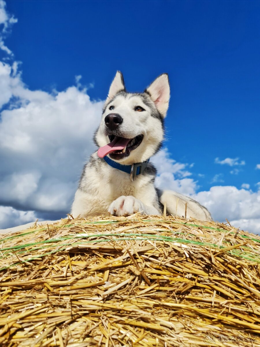 Štěňata československého vlčáka a sibiřského huskyho - 2