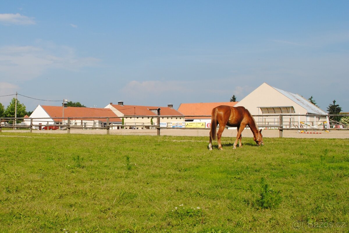 Ošetřovatel koní, vodič, jezdec - 2