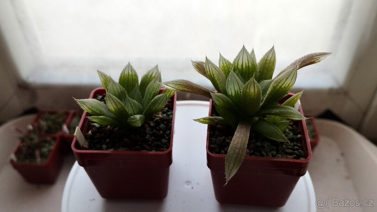 Haworthia cooperi "Sabita" ( sukulent ) - 2