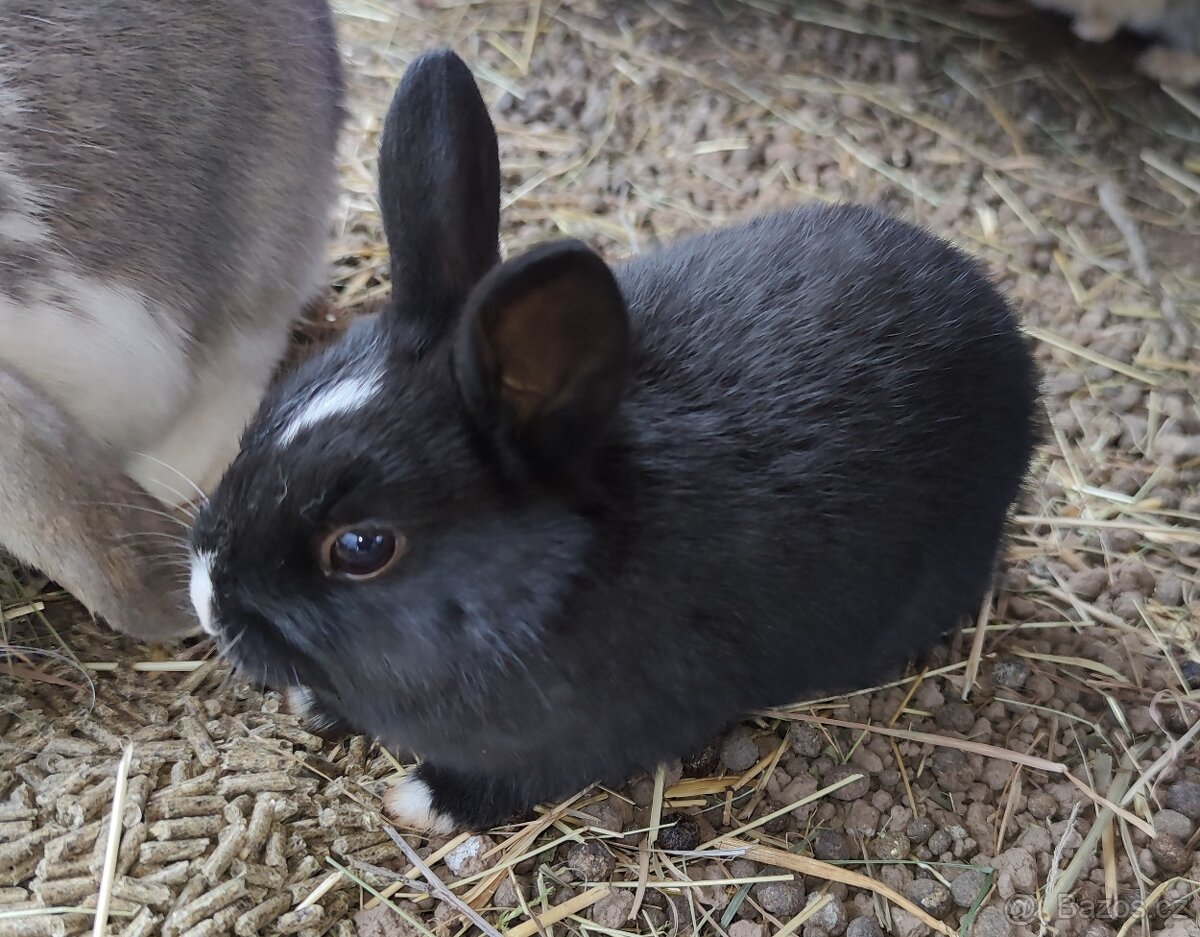 Zakrslý králík - 2