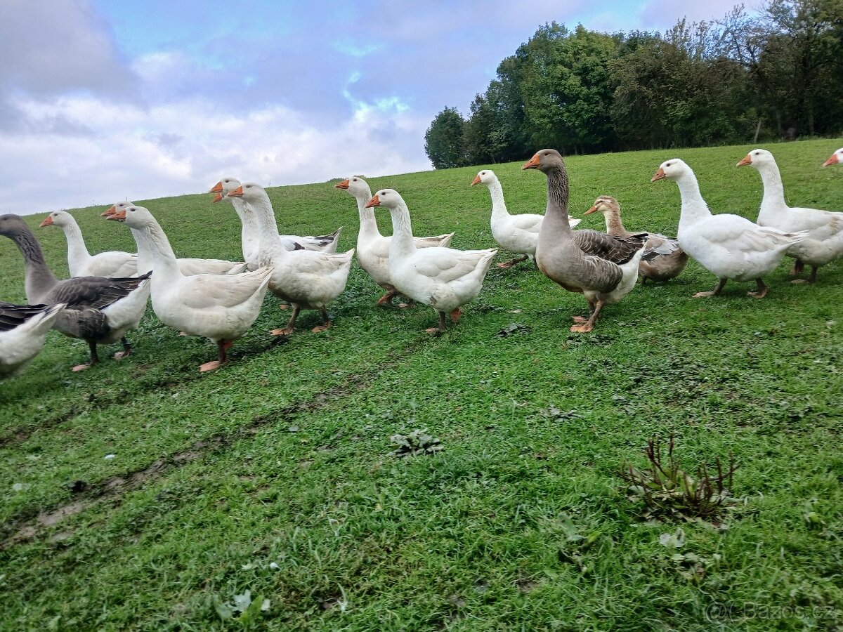 Landeské husy - 2