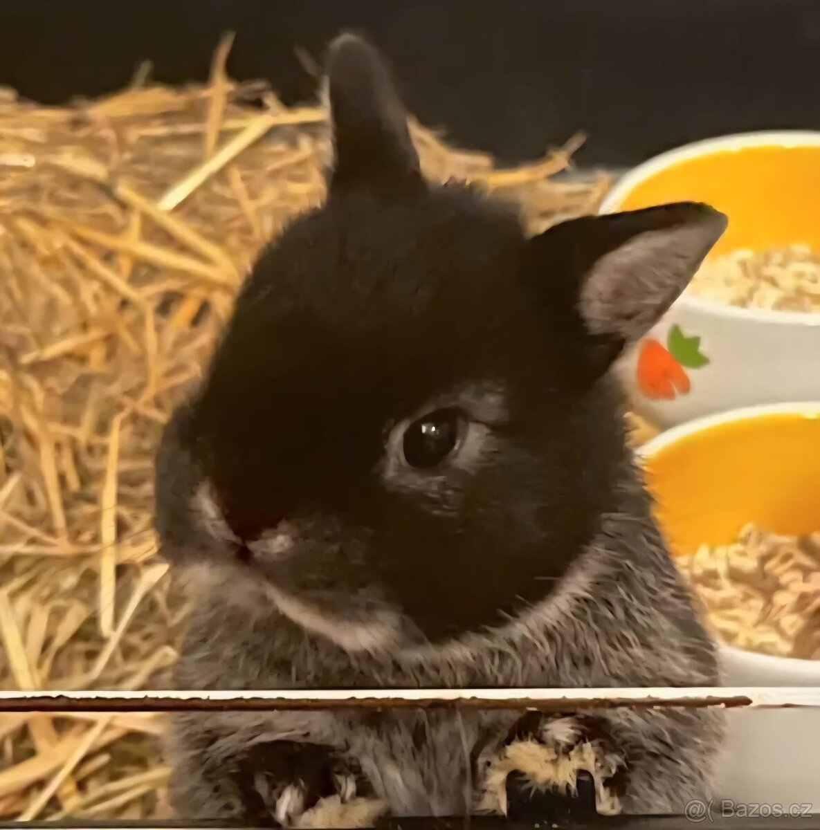 Zakrslý králík bilopesikatý černý - 2