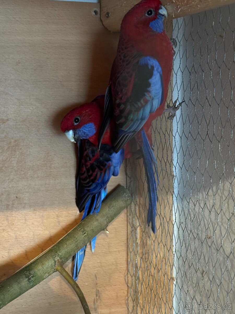 Prodám rozela penant - chovný pár - 2