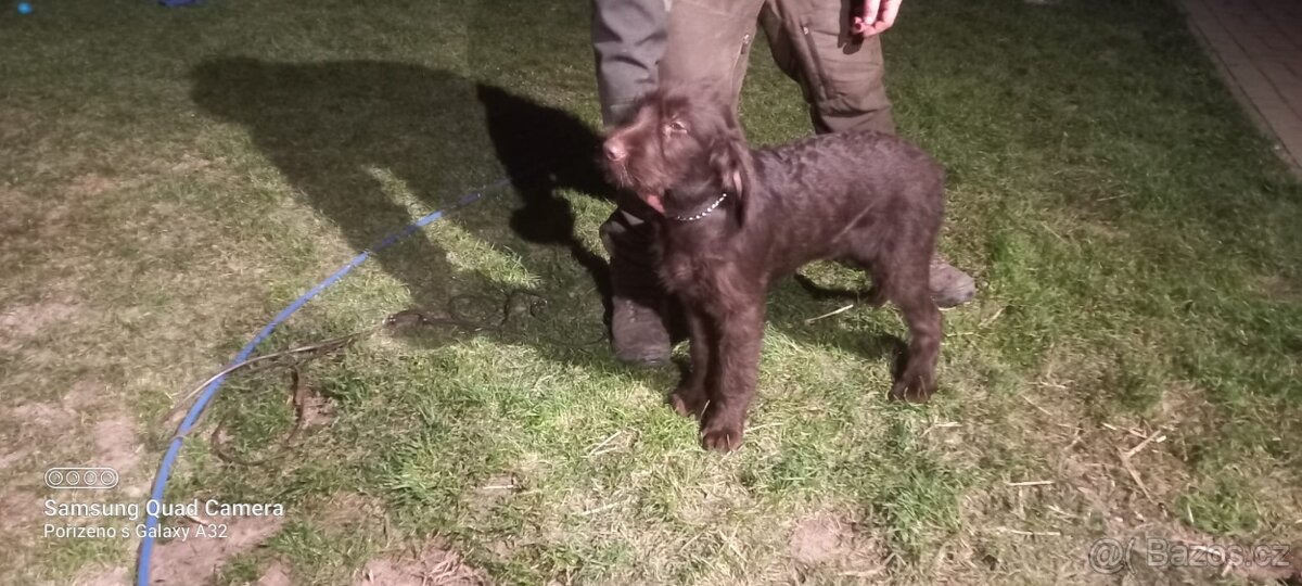 Štěňata Pudlpointra - 2