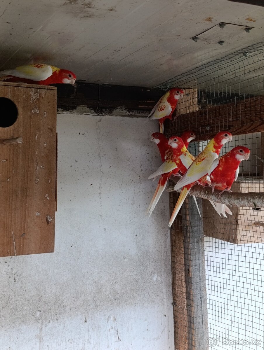 Rosela pestrá rubino - 2