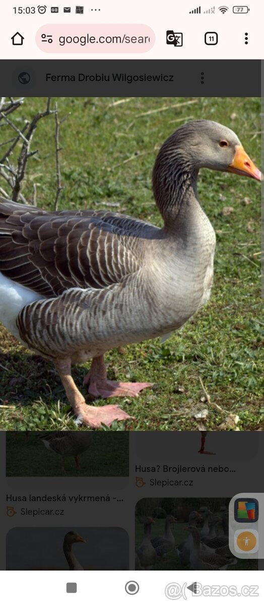 Husa landenske a Pomořanska vz - 2