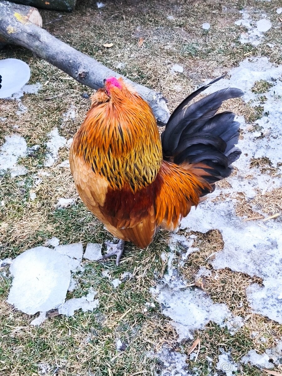 Antverpský vousáč - 2