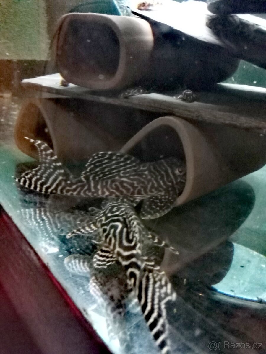 vytirací jeskyně - 2