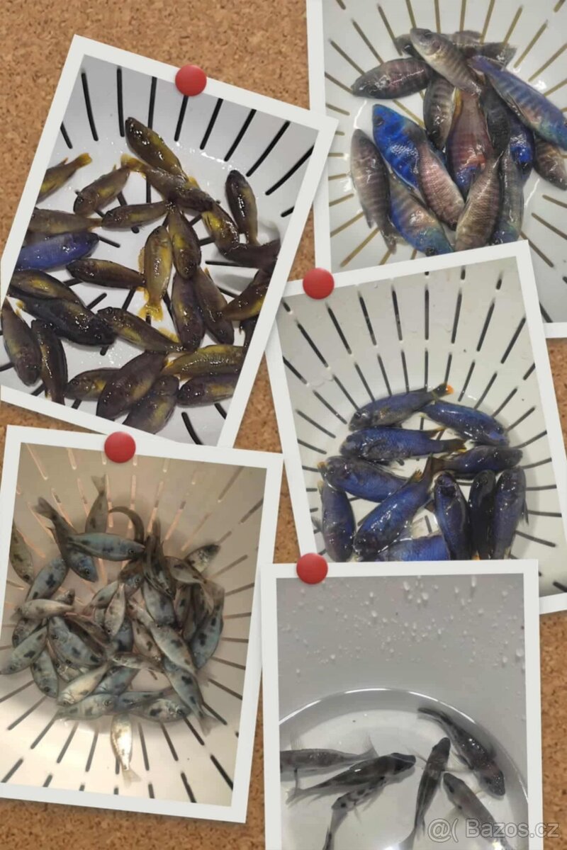 TLAMOVCI TANGANIKA MALAWI - 2