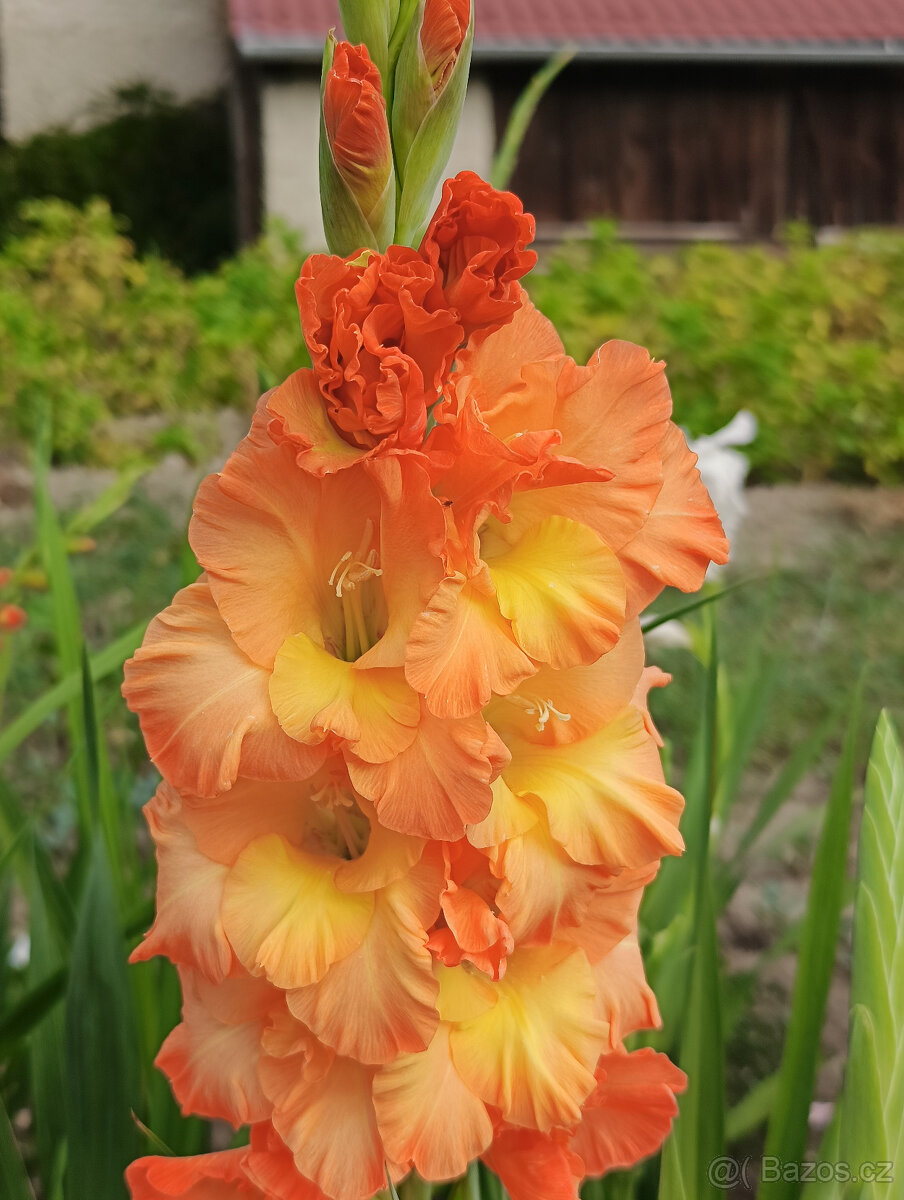 Cibule MEČÍKů - - - viz text a foto - 2