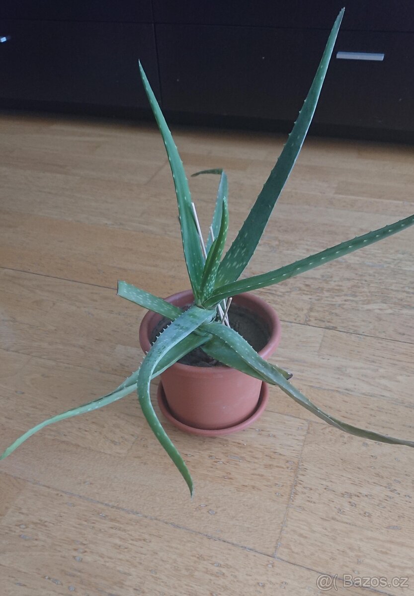 Aloe vera- 2 větší rostliny - 2