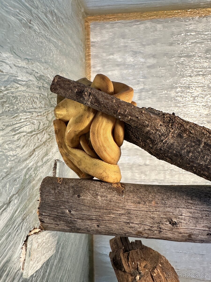 Corallus hortulanus - 2