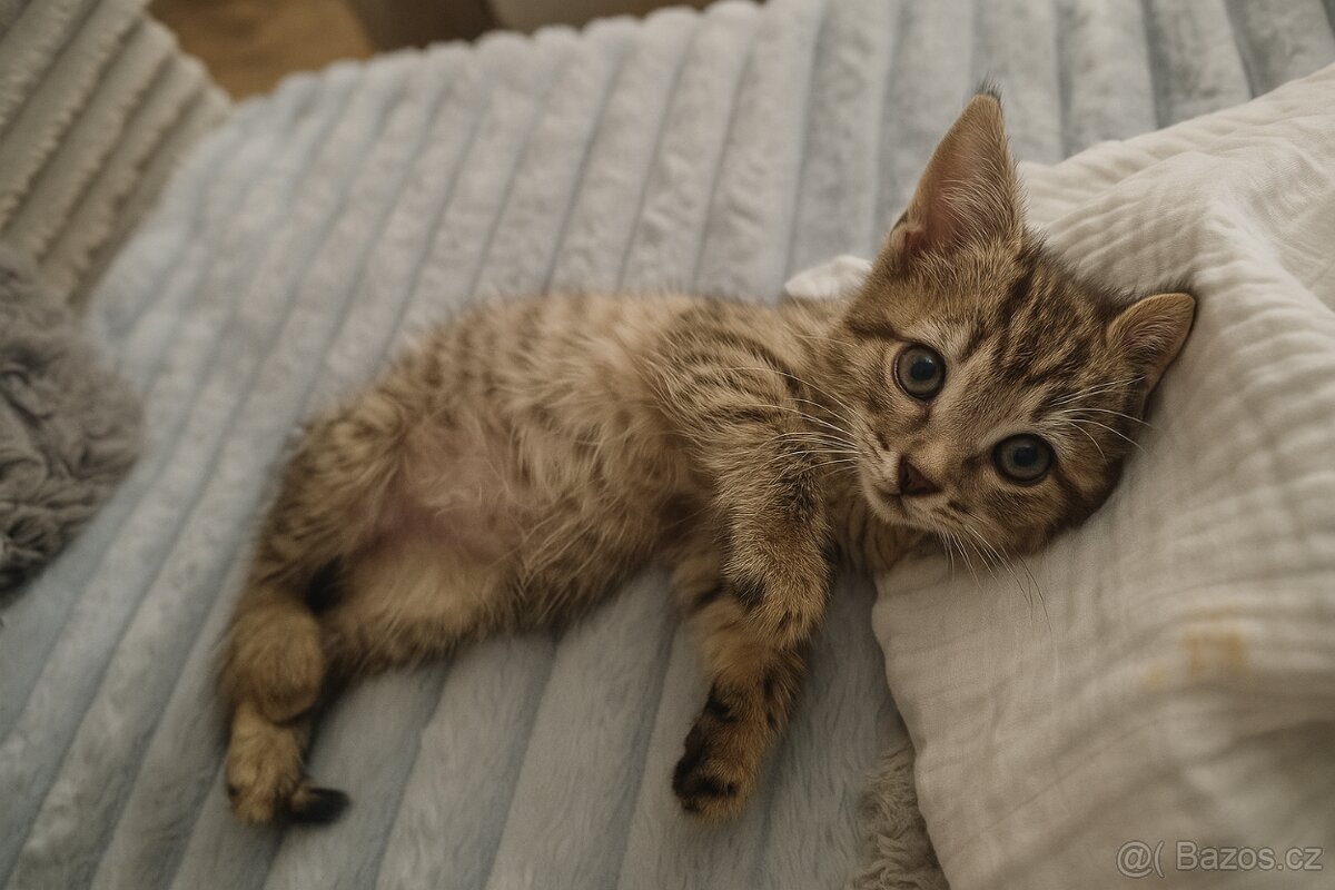 Viktorka a Vanda k adopci - 2