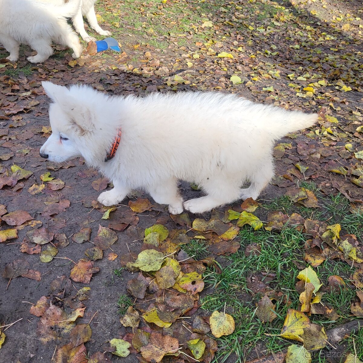 Bílý švýcarský ovčák s PP - 2