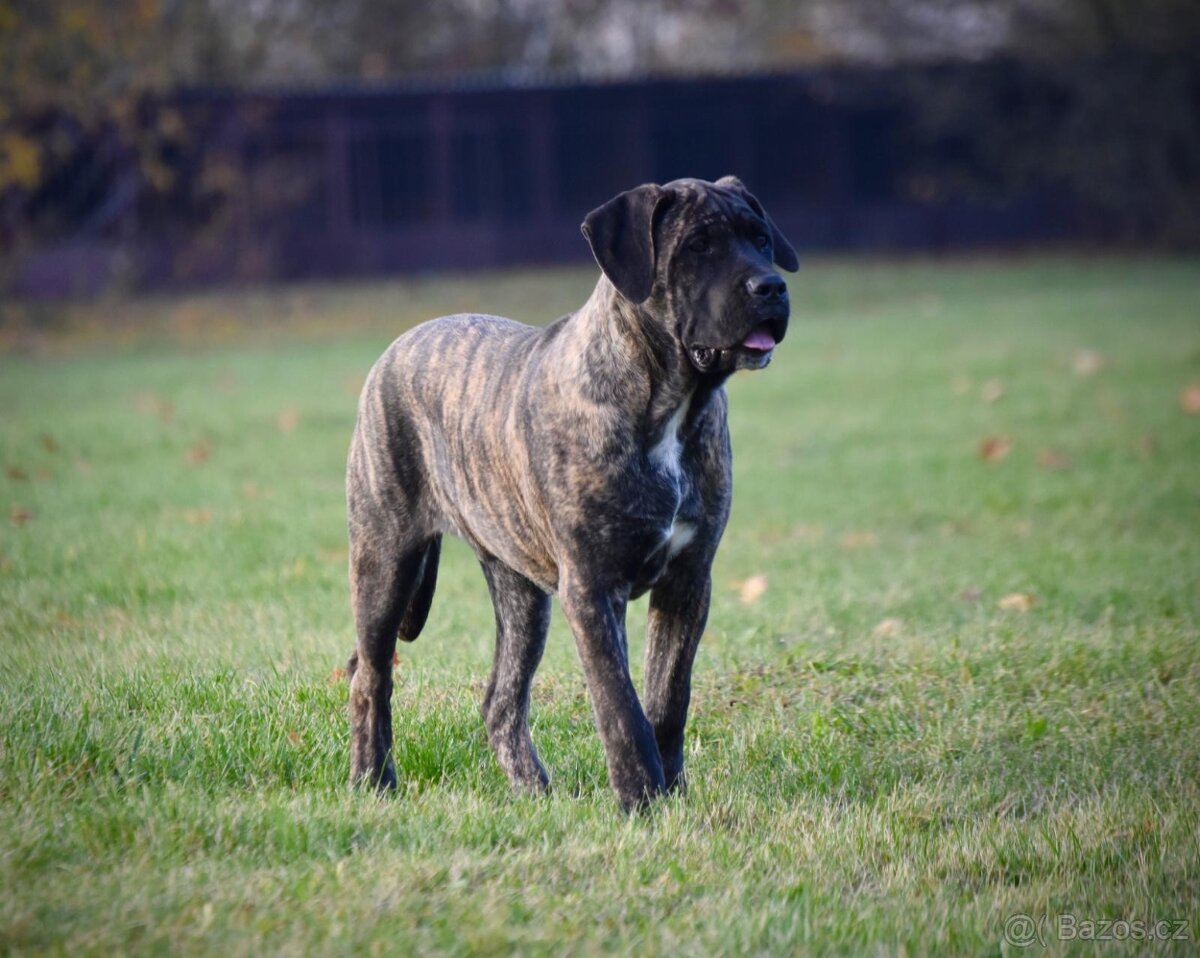 Cane Corso s PP FCI - 2