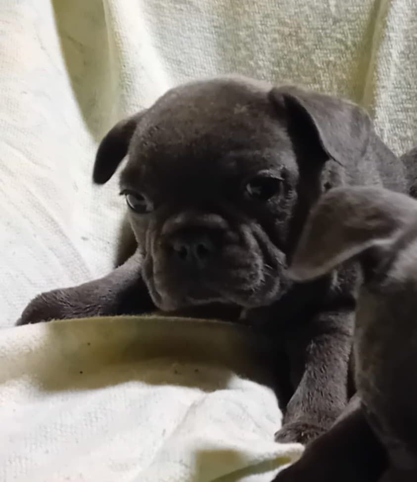 Francouzský buldoček - 2