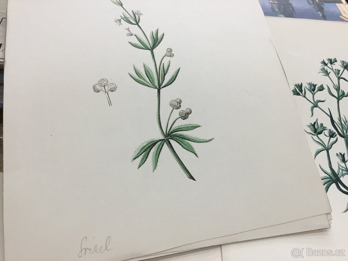 Herbar stare malby - 2