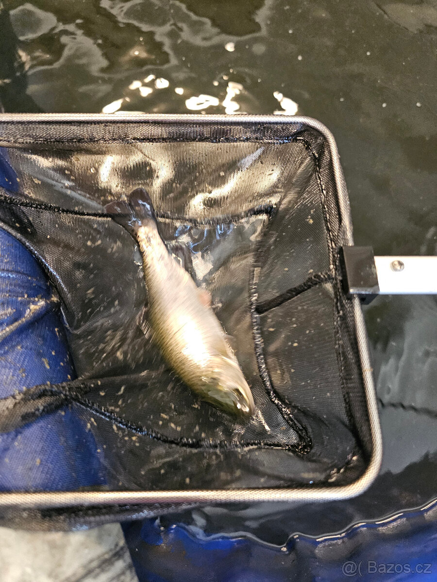 Násada pstruh Duchový - 2