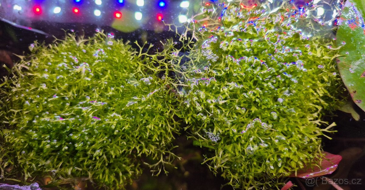 Trhutka plovoucí Riccia fluitans - 2