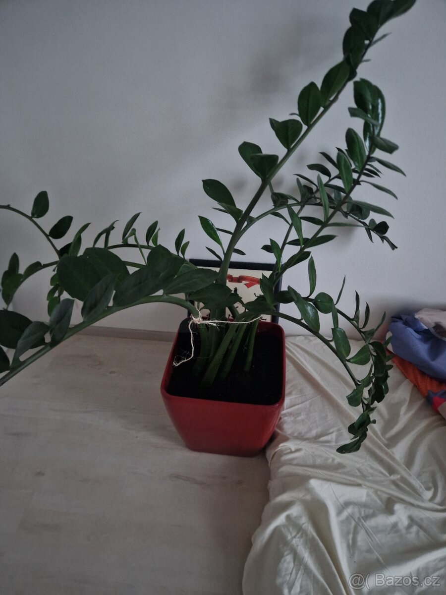 Lechuza a Zamiokulkas - 2