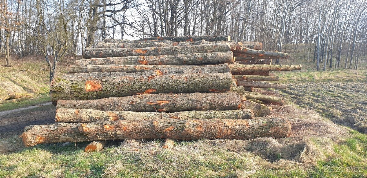 koupím olšovou kulatinu - 2