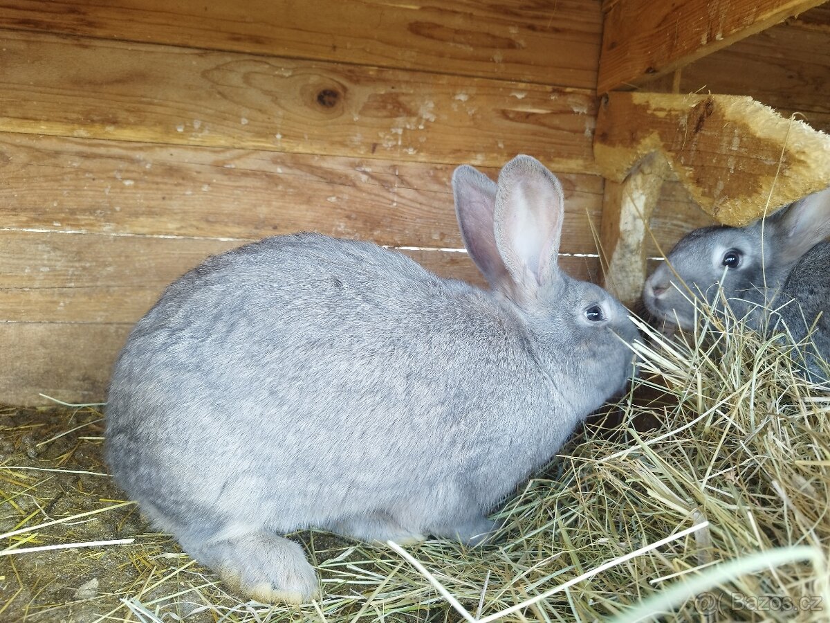 Prodám mladé králíky do chovu i na maso - 2