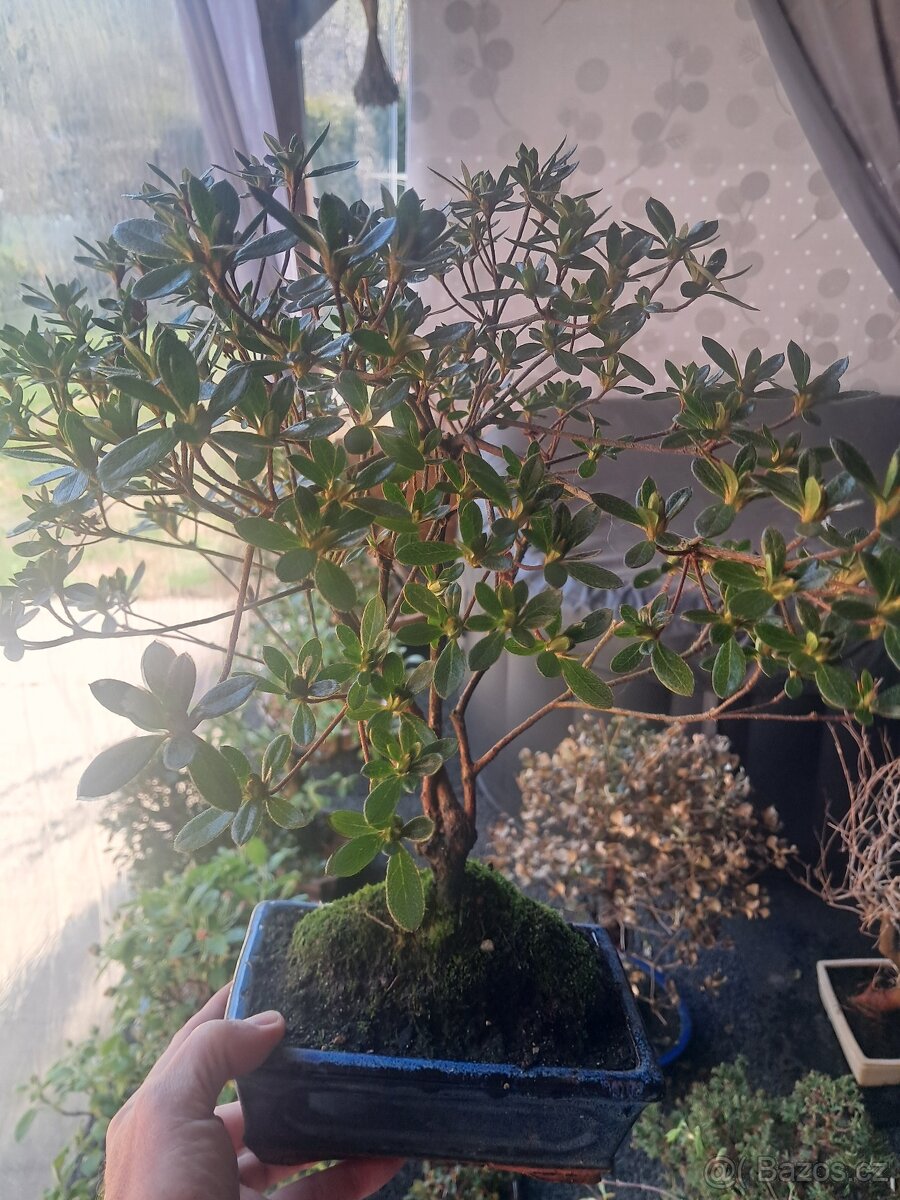 Bonsaj bonsai Japonska Azalka - 2
