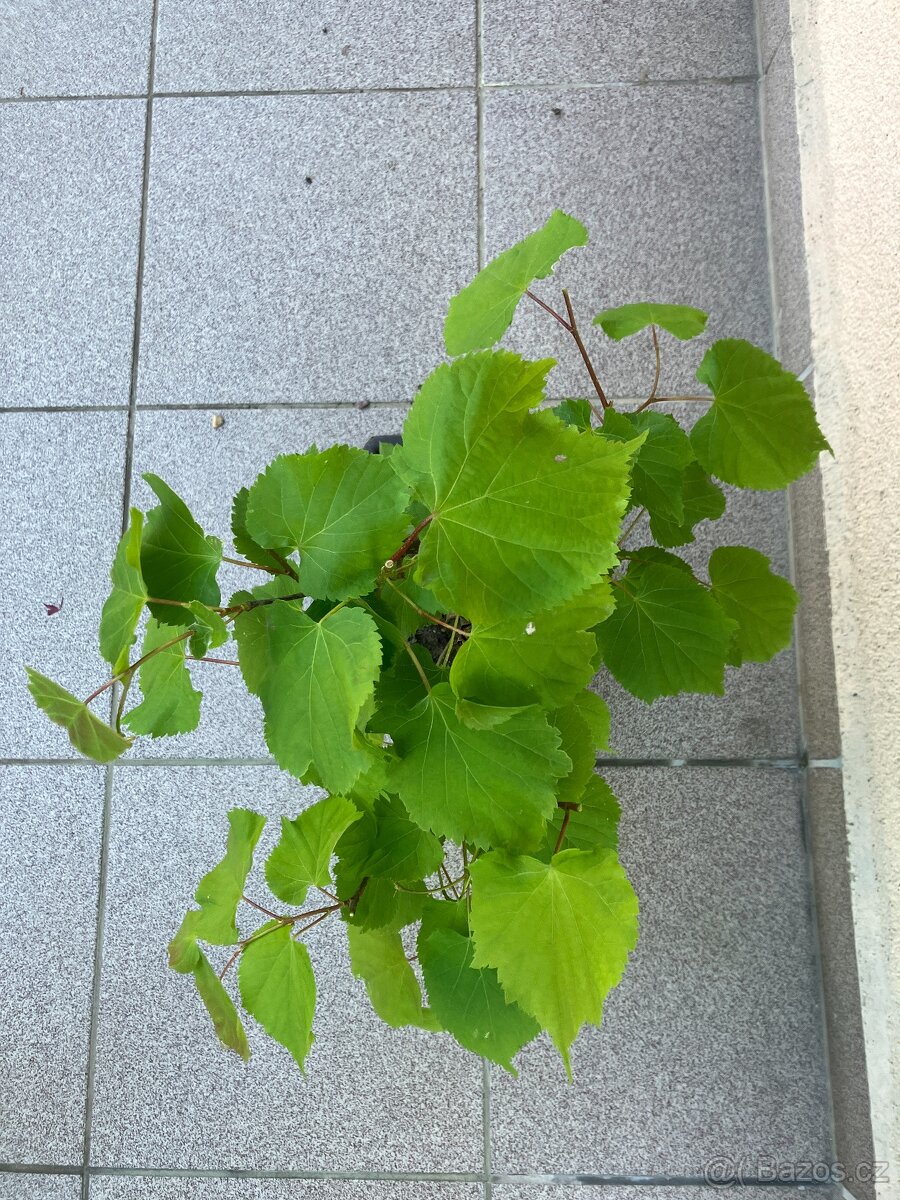 Bonsai, Bonsaj, lípa srdčitá - 2
