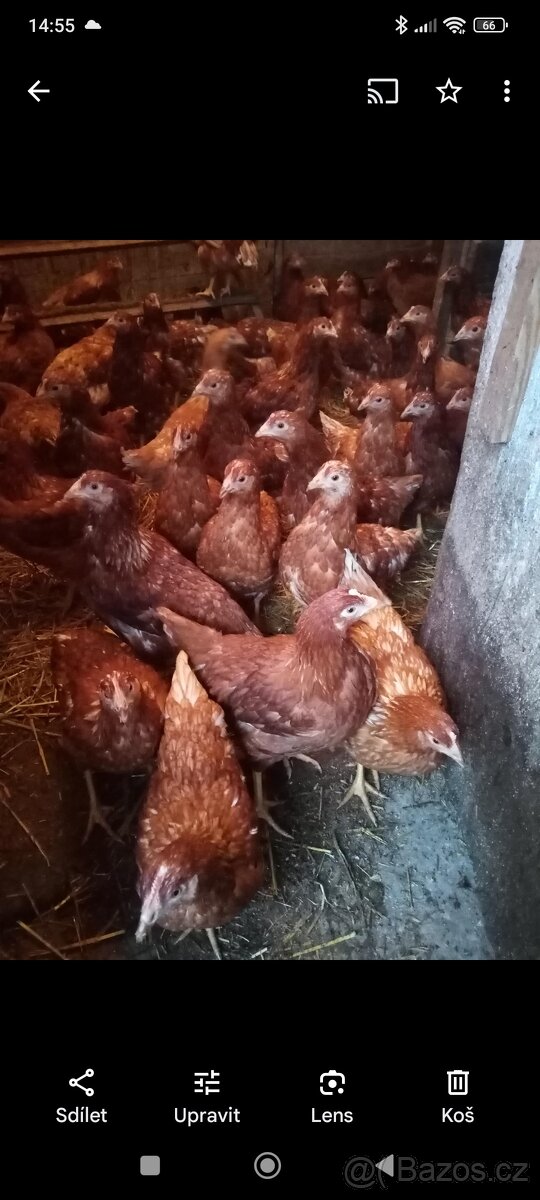 Slepice,kuřice,nosnice - 2