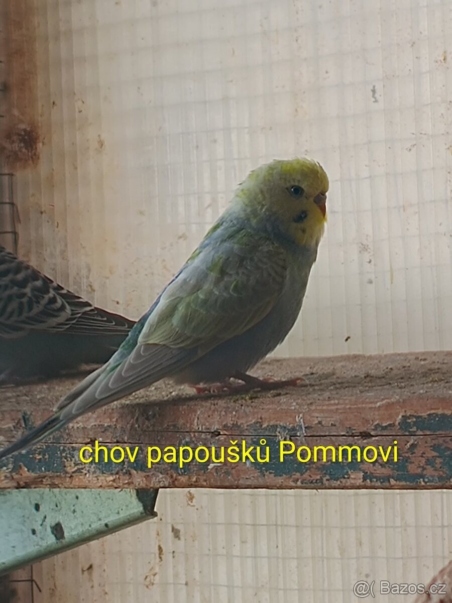 Andulka a korela chocholatá r.2025 - samice - 2