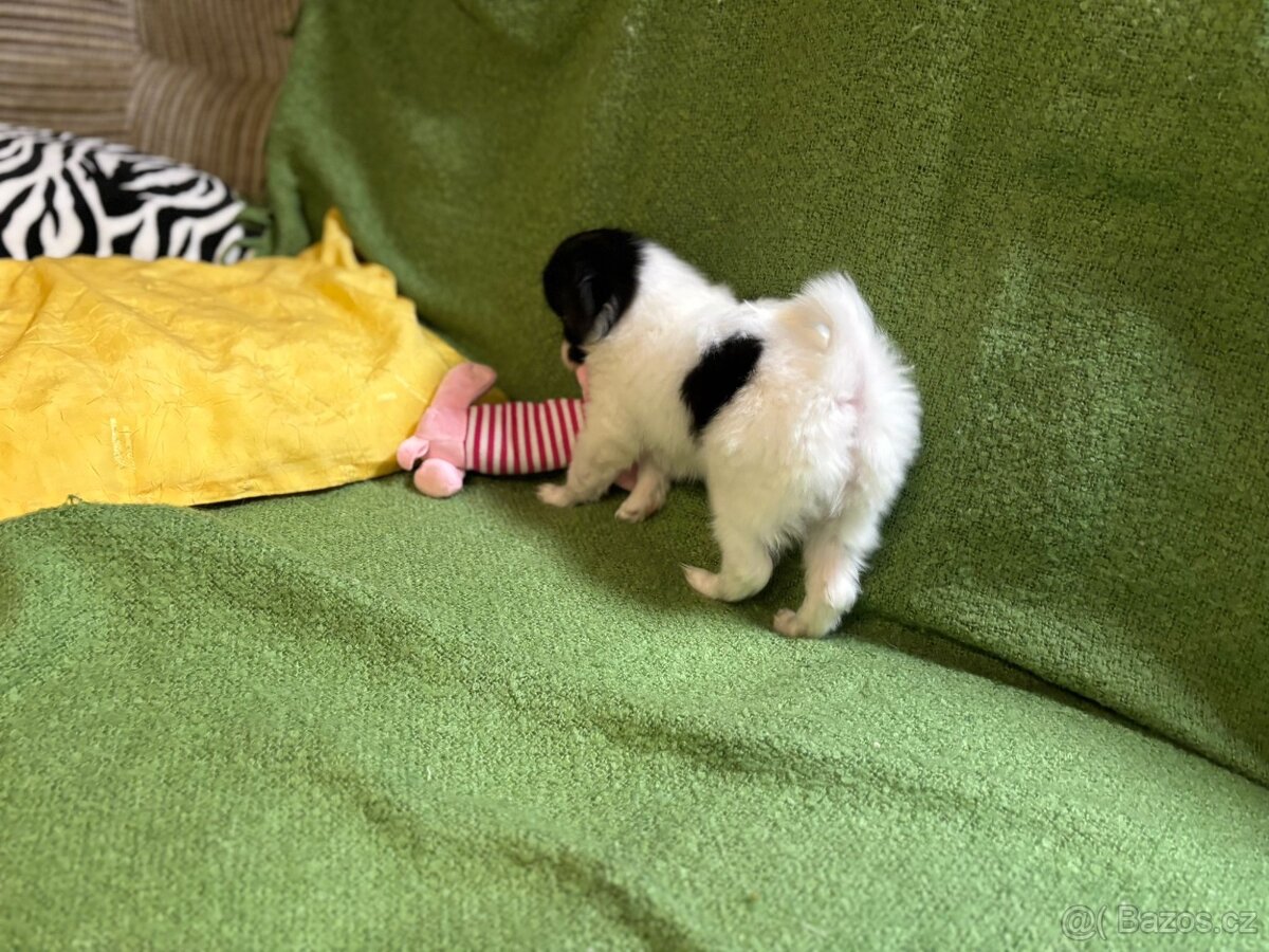 Štěňátko Phalene s PP - 2