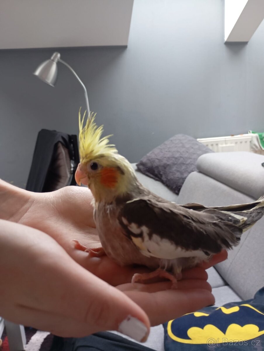 Ručně dokrmená korela - 2